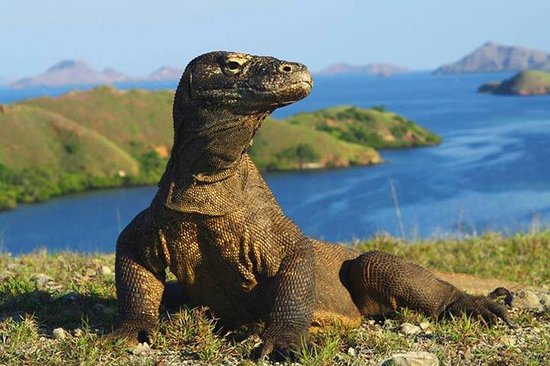 Day 06 : Labuan Bajo – Komodo & Rinca Trip