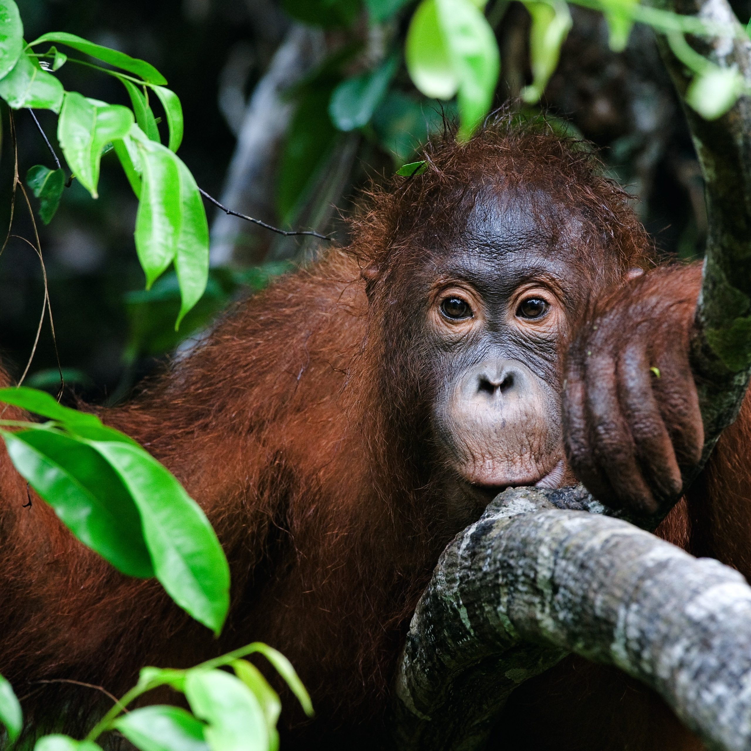 Day 2 Bukit Lawang, 3 Hrs Jungle Trek & Tubing 